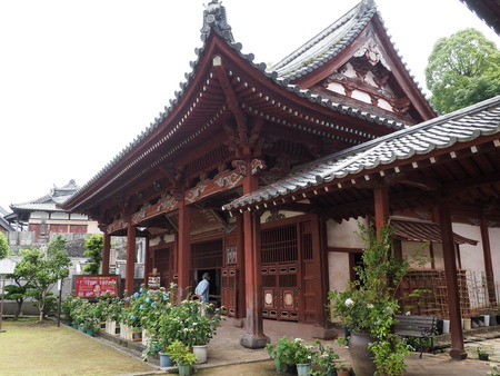 2024.06.02 長崎市 興福寺あじさいP6027455