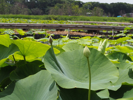 2022.05.31 ����Կ���Į������ϥ���P5291103