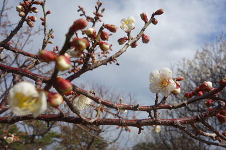 3-島原梅園DSC09514