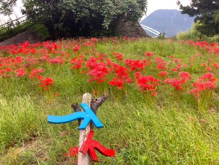 島原 われん川の彼岸花IMG_7784