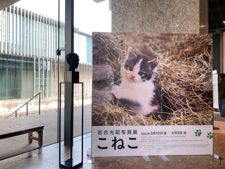 2023.03.11 長崎県美術館 岩合光昭和こねこIMG_4464