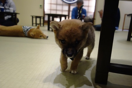 19-豆柴カフェ ハウステンボスDSC09387