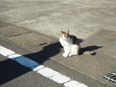 11-£Ê£Ò¥¦¥©¡¼¥¥ó¥°¡¡´ÒÁá»Ô¹âÍèÄ®PA251613