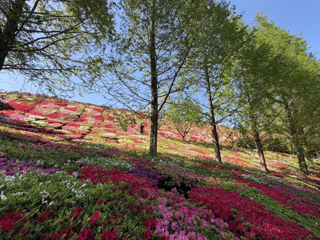 2026 ツツジとネモフィラが見頃！「松本ツツジ園」（大村市東大村