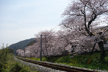 11-多良見町古川の桜DSC04143