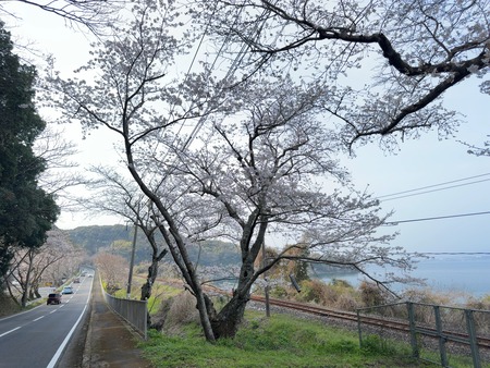 �����¿�ɸ�Į������Х���IMG_5973