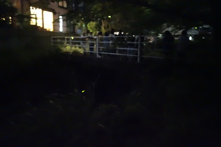 7-長崎市中里町 蛍DSC06518