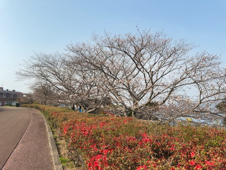 �����¿�ɸ�Į���Τ��߸���IMG_5998