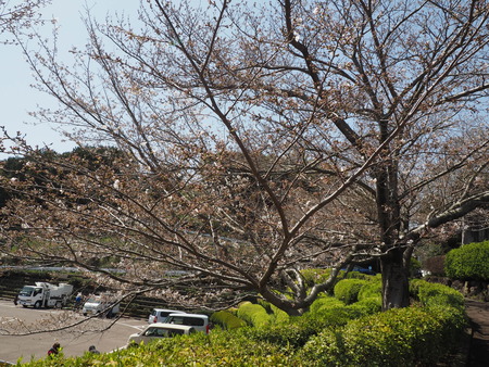 2024.03.30 多良見のぞみ公園P3290078