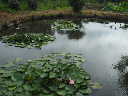 2021.06.18 ԡϥP6174235