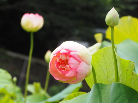 2023.06.10������Կ���Į������ϥ��ࡡ��¦P1019650