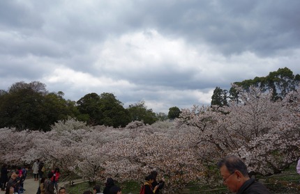 20-仁和寺DSC05743