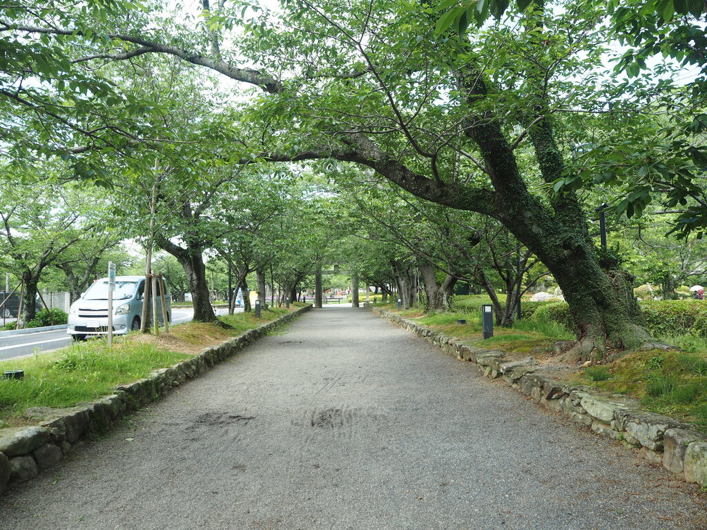 見頃です 大村公園の花菖蒲園 大村市 長崎 諫早市民 ふくちゃんの食う 寝る 遊ぶ日記 見頃です 大村公園の花菖蒲園 大村市 長崎 諫早市民 ふくちゃんの食う 寝る 遊ぶ日記