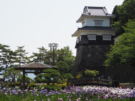 2022.06.03 大村公園 花菖蒲P6031265