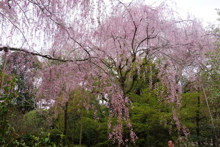 11-龍安寺DSC05679