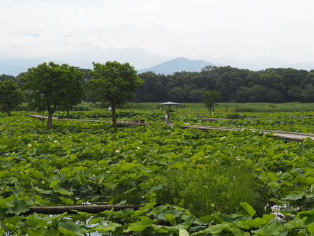 2023.06.10������Կ���Į������ϥ���P1019563