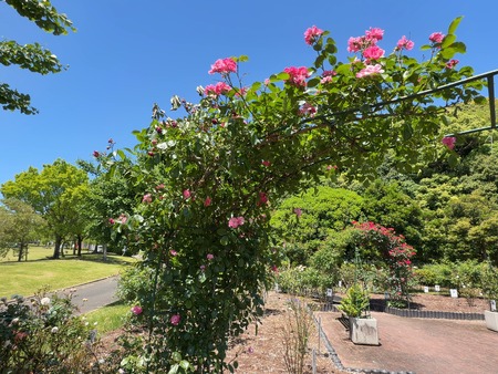 運動公園 バラ園IMG_6269
