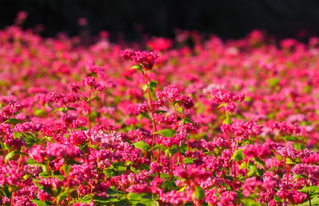 ������Ծ�Ĺ��Į�ĸ����ֶ����β�PB161454 - ���ԡ�