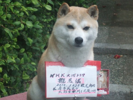 天才犬 太郎左衛門も 龍馬伝 を応援しています 長崎 諫早市民 ふくちゃんの食う 寝る 遊ぶ日記