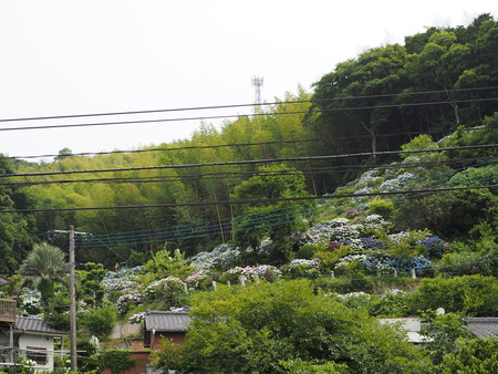 2022.06.11 大村市あじさいP6101512