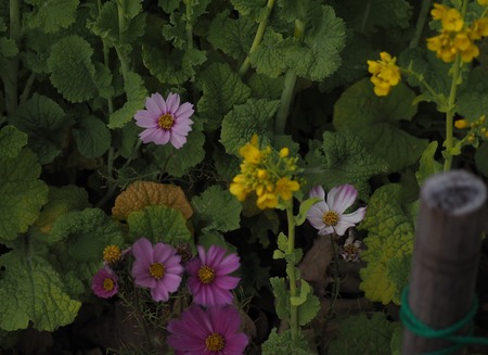 Ĺ�������ꡡ����ε֡���¦Ÿ˾��Υ����⥹P1011827