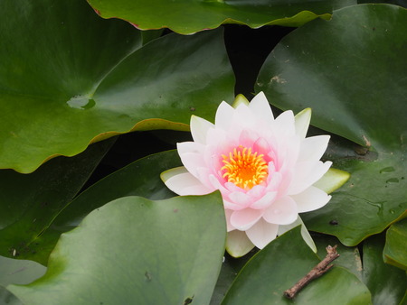 2023.06.10������Կ���Į������ϥ���P1019554