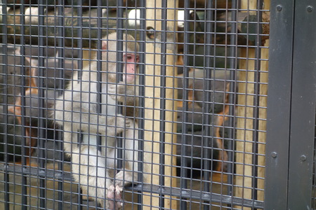 15-Ĺ���ưʪ�Ҥ���DSC09501