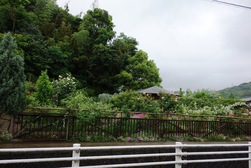 諫早さんぽ｜優雅な気分になれるバラ園「Mai's garden」（諫早市栗面