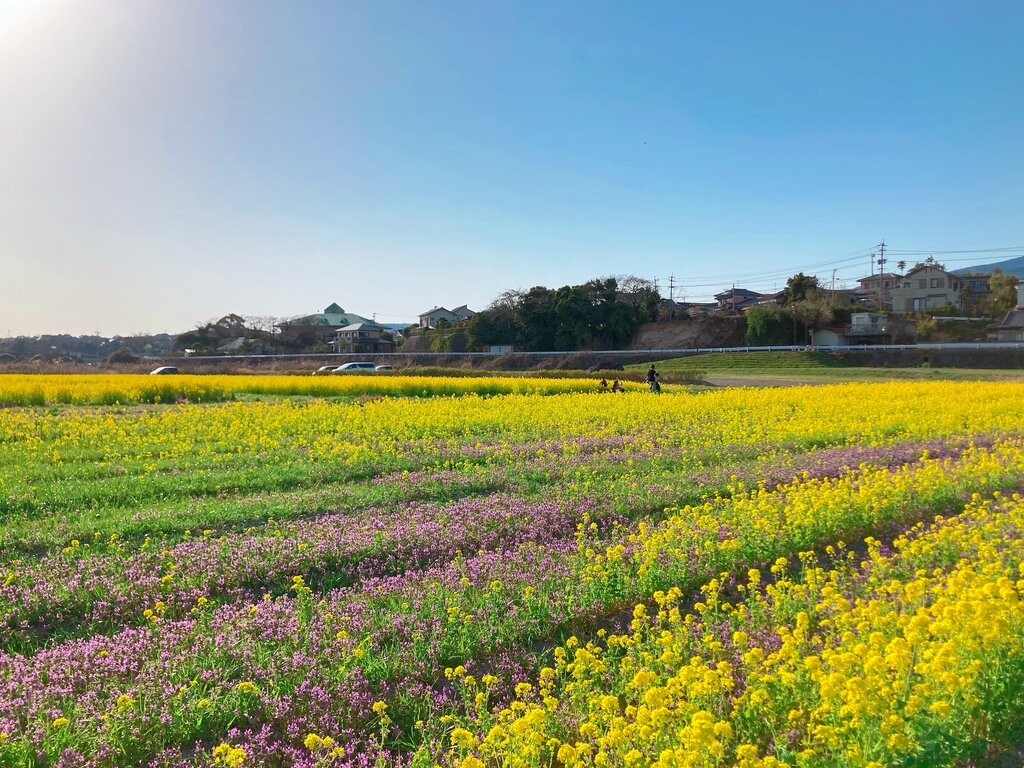 満開です 絶景広がる菜の花畑と島原半島 諫早市高来町 長崎 諫早市民 ふくちゃんの食う 寝る 遊ぶ日記
