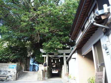 40−奈良尾神社 あこうの木PB210943