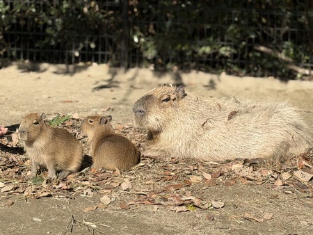 Ĺ��Х����ѡ��������ԥХ�IMG_0381