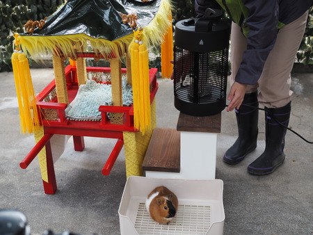 Ĺ����ࡡ����åȤΥ���P2141763