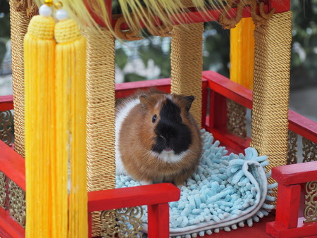 Ĺ����ࡡ����åȤΥ���P2141778