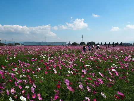 22 広大で圧巻のコスモス園 キリンビール福岡工場 キリン花園 福岡県朝倉市 長崎 諫早市民 ふくちゃんの食う 寝る 遊ぶ日記