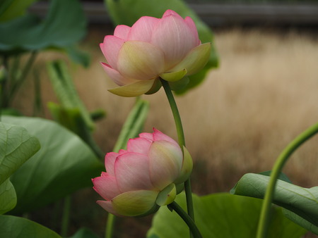 2021.06.18 ԡϥP6174261