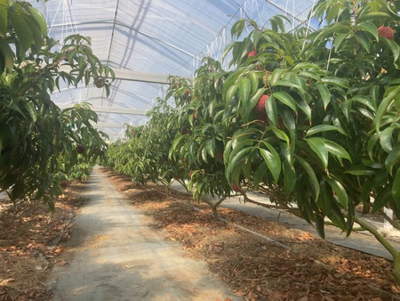 ���츩��Į���ߥ��ե����भ��� �饤��Ŧ�߼���IMG_8384