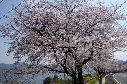 2-多良見町古川の桜DSC04053 - コピー