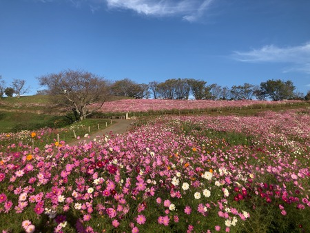 2024.10.19 白木峰高原コスモスIMG_5236