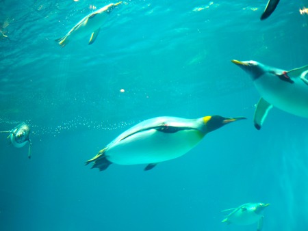 Ĺ��ԡ�Ĺ��ڥ󥮥��²��P2142101