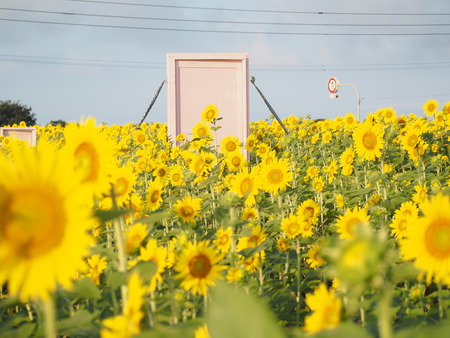 ピンク色のどこでもドア 愛野町のひまわり畑P1010260