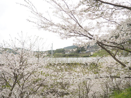 2024.04.02 東彼杵町 5秒の桜P4020873