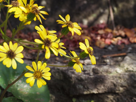 ����Թ���Į�����ή���Ĥ�֤��β�PB261532