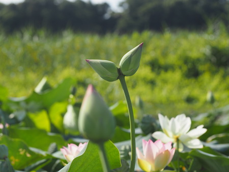 2025.07.22¡¡ëÝÁá»Ô¡¡ÅâÈæ¥Ï¥¹±à¡¡ÁÐÆ¬Ï¡¢P7230060