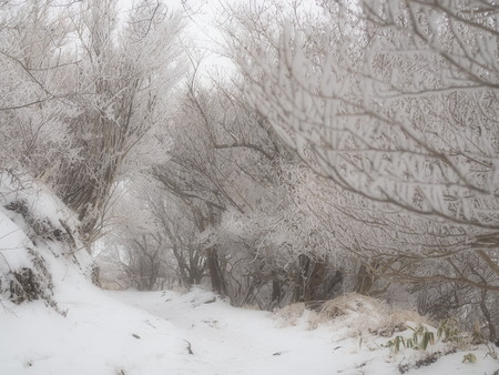 雲仙仁田峠の霧氷P1011549