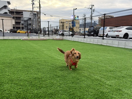 �������Хå��������ɺ�ŹI���ɥå����IMG_4448