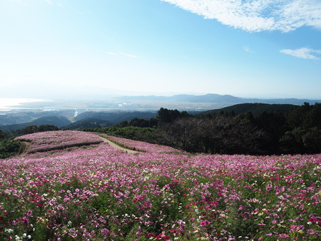2-諫早市 白木峰高原コスモスPA150294
