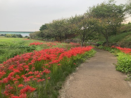 島原 われん川の彼岸花IMG_7762