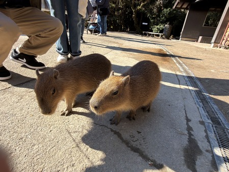 .Ĺ��Х����ѡ��������ԥХ�IMG_0349