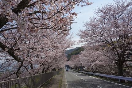 4-多良見町古川の桜DSC04155