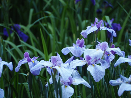 2021.05.25 大村公園 菖蒲P5232446